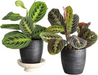 Thorsen's Greenhouse Prayer Plants Set of 2, Maranta leuconeura, Pet Safe, Low Light, Live Indoor Plants, 4" Diameter Plants, Classic Pots (Brushed Silver)