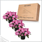Live Flowering Sunpatiens - Red and Pink Bicolor (3 Plants Per Pack), Beautiful Annual Summer Color, 10" Tall by 6" Wide in 1 Quart Pot