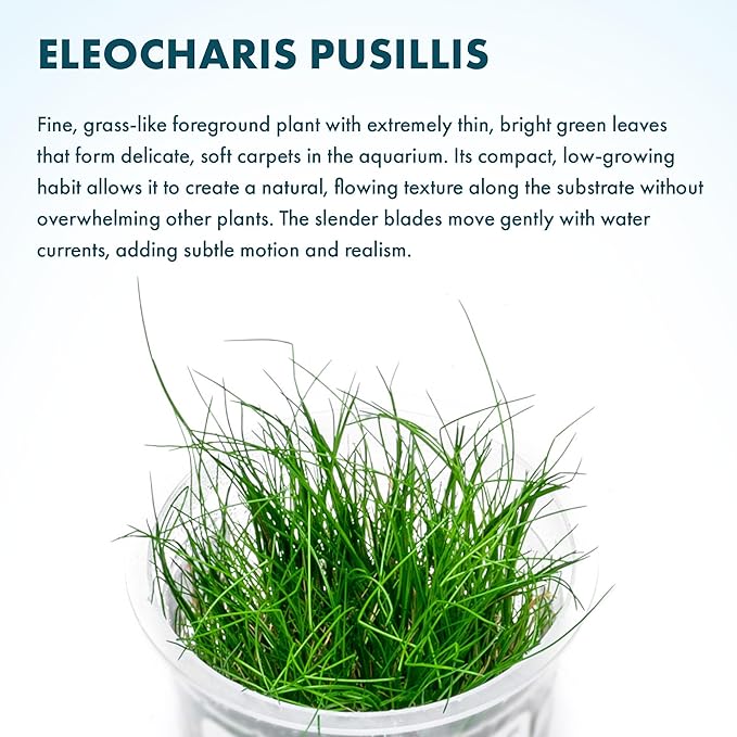 SubstrateSource Live Plant - Hairgrass Eleocharis Pusilla Tissue Culture Aquatic Live Aquarium Plant - 100% Snail Free in Vitro Cup (Hairgrass)