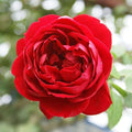 Heirloom Climbing Roses, Live Own Root Plant for Outdoor Garden, Cherry Garland™, Moderately Fragrant, Hardiness Zones 6-9, Continual Blooming