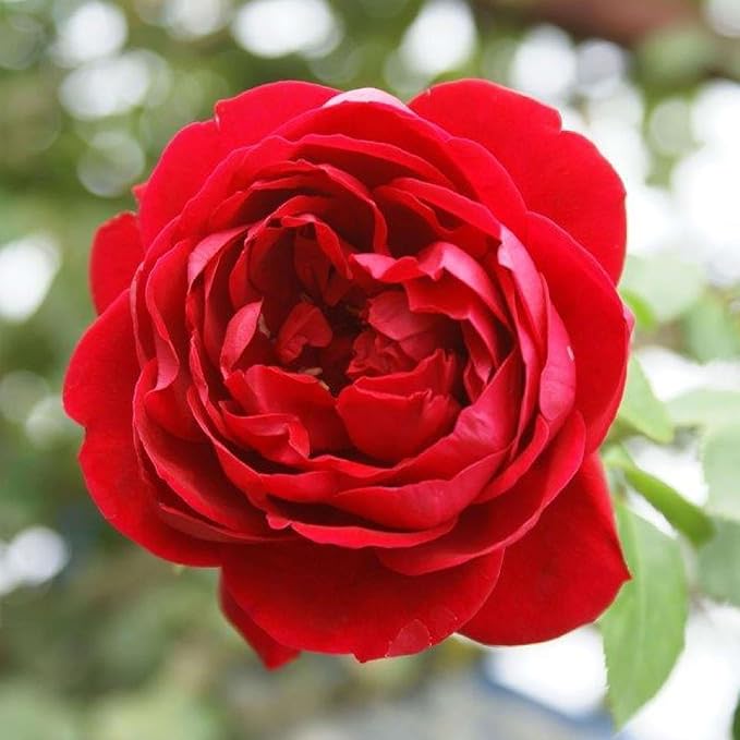 Heirloom Climbing Roses, Live Own Root Plant for Outdoor Garden, Cherry Garland™, Moderately Fragrant, Hardiness Zones 6-9, Continual Blooming