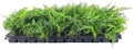 White Paw Fern | 30 Live Plants | Davallia Tyermanii | Indoor Outdoor Tropical Foliage | Fuzzy Root Houseplant | Exotic Decorative Greenery | Pet Safe