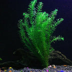 Chalily Anacharis Submerged Oxygenator, a Great Live Pond Plant for Your Water Garden. Filters The koi and Goldfish Pond. Good for Underwater Areas! Submerged Oxygenator!