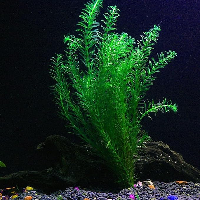 Chalily Anacharis Submerged Oxygenator, a Great Live Pond Plant for Your Water Garden. Filters The koi and Goldfish Pond. Good for Underwater Areas! Submerged Oxygenator!