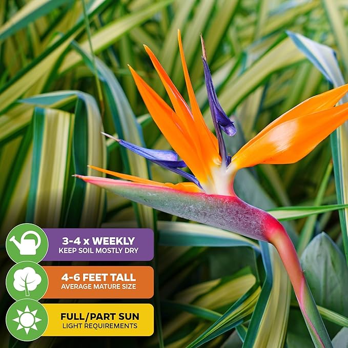 Orange Bird of Paradise Live Plant - Strelitzia Reginae by Wellspring Gardens - Tropical Flowering Perennial, Exotic Indoor/Outdoor Houseplant, Easy Care, Low Maintenance (2-Pack)