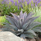 Purple People Eater Mangave, Live Plant in 3" Grower Pot, Easy Care, Houseplant
