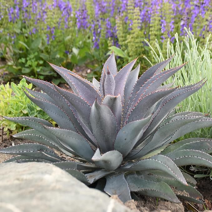 Purple People Eater Mangave, Live Plant in 3" Grower Pot, Easy Care, Houseplant