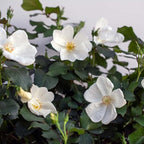 Perfect Plants White Knock Out Rose Bush in 1 Gallon Grower's Pot | Easy to Grow | Live Flowering Perennial with White Blooms | Great for Outdoor Garden Landscape Planting in Zones 4-11 | Full Sun