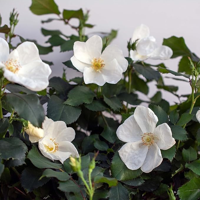 Perfect Plants White Knock Out Rose Bush in 1 Gallon Grower's Pot | Easy to Grow | Live Flowering Perennial with White Blooms | Great for Outdoor Garden Landscape Planting in Zones 4-11 | Full Sun