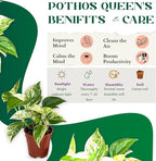 Marble Queen Pothos – Live 4” Epipremnum with Creamy Variegated Foliage | Easy-Care Trailing Vine | Air-Purifying Indoor Houseplant for Low Light Rooms, Office Desks or Home Decor (Heat Pack Included)