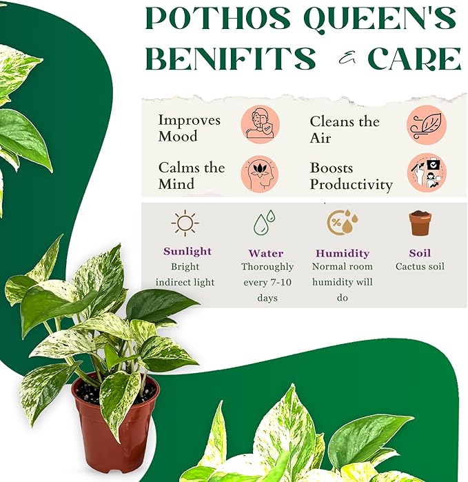 Marble Queen Pothos – Live 4” Epipremnum with Creamy Variegated Foliage | Easy-Care Trailing Vine | Air-Purifying Indoor Houseplant for Low Light Rooms, Office Desks or Home Decor (Heat Pack Included)