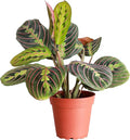 Thorsen's Greenhouse Red Prayer Plant, Live Indoor Plant, Pet Friendly, Popular Houseplant, Red Maranta, Easy to Grow, 4" Diameter Pot (Nursery Pot)