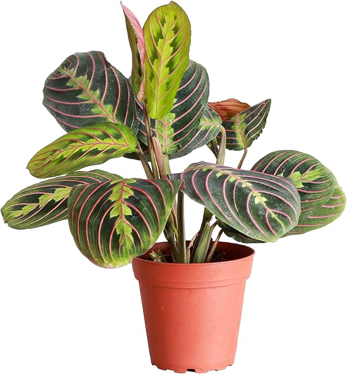 Thorsen's Greenhouse Red Prayer Plant, Live Indoor Plant, Pet Friendly, Popular Houseplant, Red Maranta, Easy to Grow, 4" Diameter Pot (Nursery Pot)