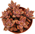 Fat Plants San Diego Succulent Plant(s) Fully Rooted in 4 inch Planter Pots with Soil - Real Live Potted Succulents/Unique Indoor Cactus Decor (1, Vera Higgins)