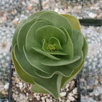Planet Desert Portulaca molokiniensis Cacti Cactus Succulent Real Live Plant
