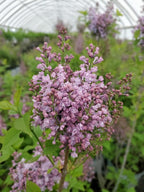 Proven Winners - Syringa x hya. Scentara Double Blue (Lilac), Shrub, Lavender-Blue Flowers, #3 - Size Container