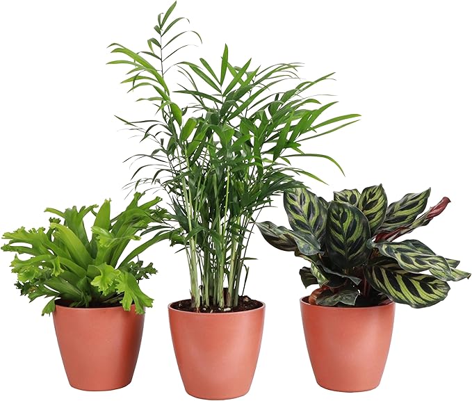 Thorsen's Greenhouse Live Pet Friendly Indoor Houseplants, Live Plants, Safe for Pets, 4" Diameter Pot, 3-Pack (Terra Cotta)