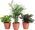 Thorsen's Greenhouse Live Pet Friendly Indoor Houseplants, Live Plants, Safe for Pets, 4" Diameter Pot, 3-Pack (Terra Cotta)