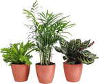 Thorsen's Greenhouse Live Pet Friendly Indoor Houseplants, Live Plants, Safe for Pets, 4" Diameter Pot, 3-Pack (Terra Cotta)