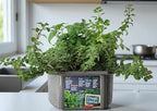 Herb Indoor Kitchen Window Garden Terrarium Starter Kit - Grow Your Own Basil, Oregano, Rosemary Sage, Cilantro, & Parsley - Includes Soil, Seeds & Complete Supplies - Unique Indoor House Plants