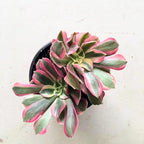 Blissful Aeonium Pink Witch in 4" Pot– Rare Variegated Succulent with Striking Pink-Green Rosettes. Drought Tolerant, and Perfect for Collectors, Gardens, Gifts, or Adding Unique Color Outdoors..
