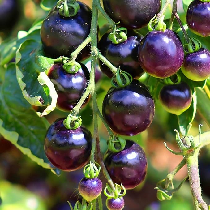 Dwarf Cherokee Tomato Seeds for Planting, 280+pcs Organic Tomato Vegetable Seeds Plants, Non-GMO Heirloom Vegetables Plants Fresh Food Home Garden for Outdoors Indoors