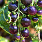 Dwarf Cherokee Tomato Seeds for Planting, 280+pcs Organic Tomato Vegetable Seeds Plants, Non-GMO Heirloom Vegetables Plants Fresh Food Home Garden for Outdoors Indoors