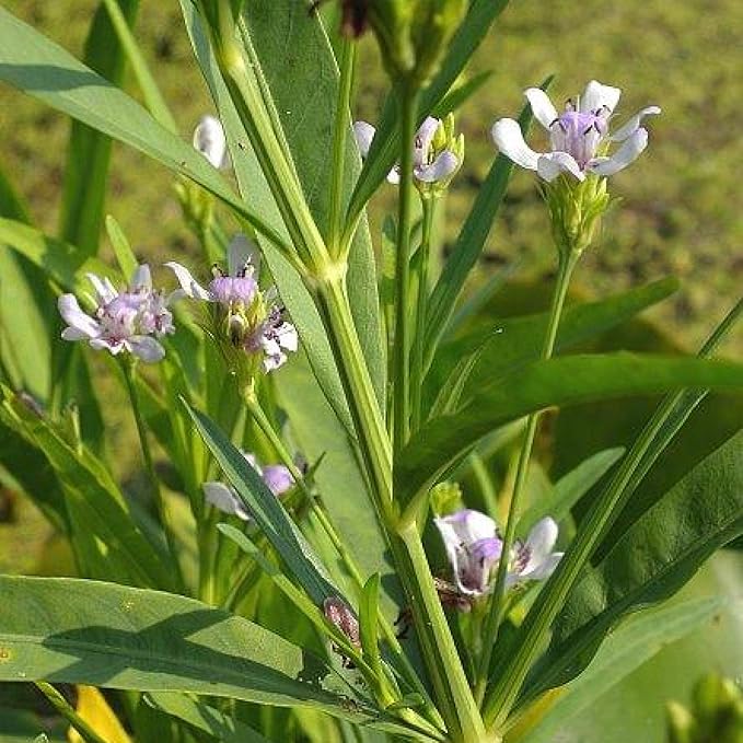 Chalily Water Willow, a Great Live Pond Plant for Your Water Garden. Filters The koi and Goldfish Pond. Good for Bogs, Plant Shelf or Shallow Water This marginal Aquatic is a Real Beauty