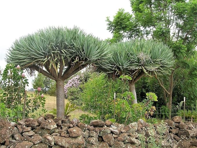 Dragon Tree Seeds to Grow - 10 Seeds - Dracaena Draco Seeds for Planting - Exotic Tree Seeds - Indoor Bonsai Tree