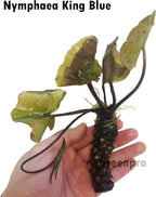 Live Aquatic Plant Nymphaea King of Blue Siam Tropical Water Lilies Tuber for Aquarium Freshwater Fish Pond Decorations by Greenpro