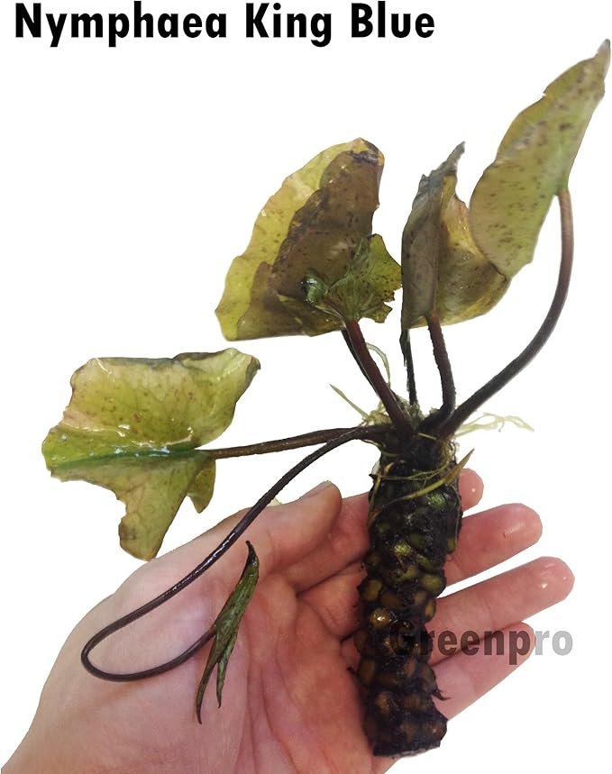 Live Aquatic Plant Nymphaea King of Blue Siam Tropical Water Lilies Tuber for Aquarium Freshwater Fish Pond Decorations by Greenpro