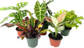 5 Pack Indoor Houseplant Collection - 5 Live Plants in 4 Inch Pots - Grower's Choice Based on Health, Beauty and Availability - Florist Quality Easy to Grow Air Purifying Indoor Plants
