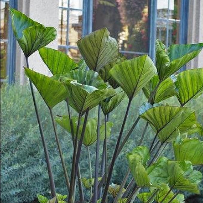 Chalily Teacup Taro, a Great Live Pond Plant for Your Water Garden. Filters The koi and Goldfish Pond. Good for Bogs, Plant Shelf or Shallow Water This marginal Aquatic is a Real Beauty