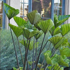 Chalily Teacup Taro, a Great Live Pond Plant for Your Water Garden. Filters The koi and Goldfish Pond. Good for Bogs, Plant Shelf or Shallow Water This marginal Aquatic is a Real Beauty