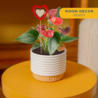 Costa Farms Anthurium, Flamingo Flower Live Plant in Decorative Pot, Air Purifying Flowering Indoor Houseplant, Home, Room, or Office Decor, House Warming or Birthday Gift, 10-14 Inches Tall