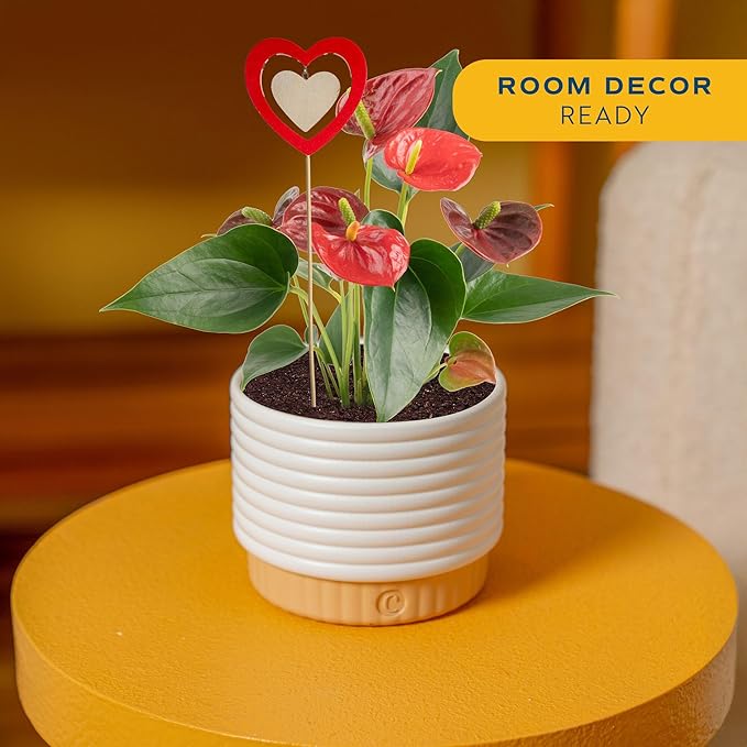 Costa Farms Anthurium, Flamingo Flower Live Plant in Decorative Pot, Air Purifying Flowering Indoor Houseplant, Home, Room, or Office Decor, House Warming or Birthday Gift, 10-14 Inches Tall