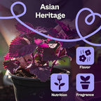SVI 350 Red Shiso Seeds (Perilla frutescens) – Japanese Shiso Purple Perilla Seed Packets, Aromatic Leaves – Japanese Heirloom Herb Seeds for Outdoor & Indoor Herb Garden