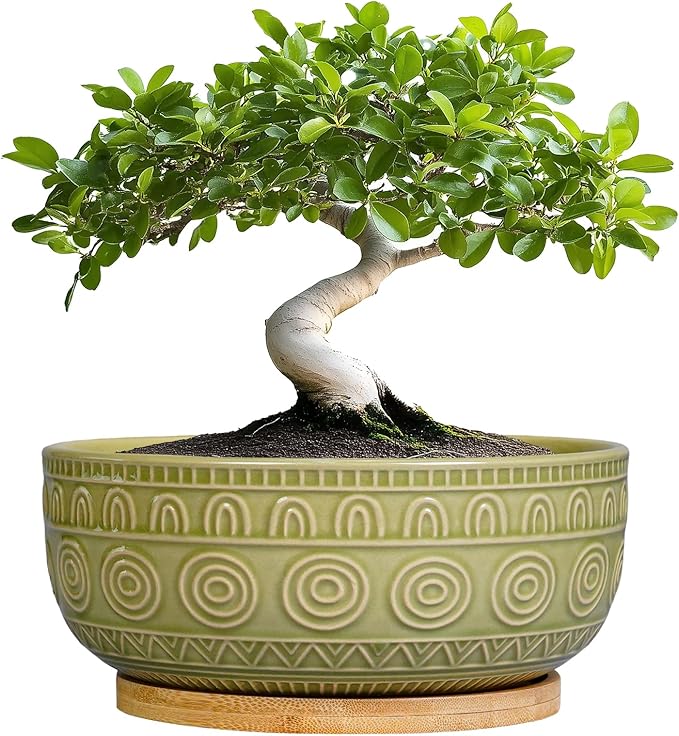 Eightpot Bonsai Pots - 8 Inch Ceramic Succulent Pots with Drainage Hole and Saucer, Shallow Round Planter for Indoor Plants, Boho Bowl Planter, Room Decor, Green