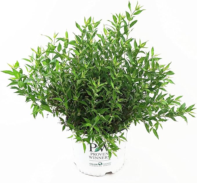 Proven Winners - Deutzia Yuki Snowflake (Yuki Snowflake Deutzia) Shrub, white flowers, #2 - Size Container