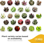 Costa Farms Mini Live Indoor Houseplants (12-Pack), Starter Plants in Nursery Pots, Assorted Foliage Mix (Varieties May Vary), Bulk Tiny Plants for DIY Terrariums, Party Favors, and Home Office Decor