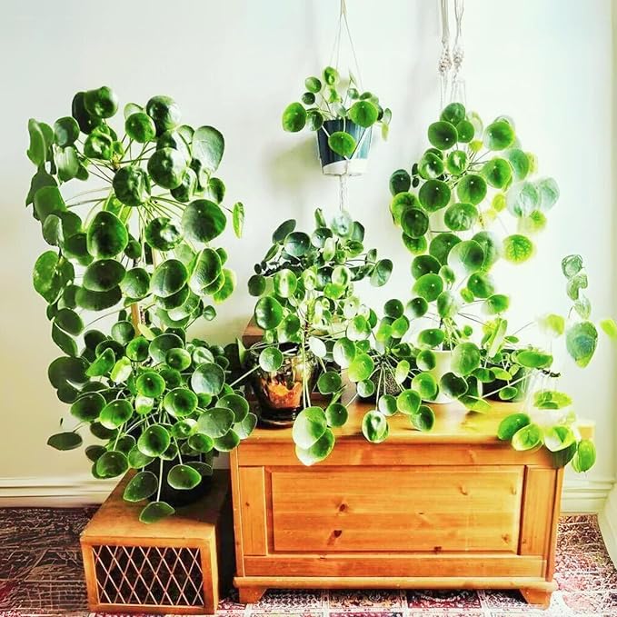 Dr. Lu’s Organic Chinese Money Plant (Pilea Peperomioides) | Rooted Friendship/UFO Plant | Rare House Plants for Good Fortune | Live Plants in 4'' Nursery Pot