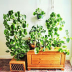 Dr. Lu’s Organic Chinese Money Plant (Pilea Peperomioides) | Rooted Friendship/UFO Plant | Rare House Plants for Good Fortune | Live Plants in 4'' Nursery Pot