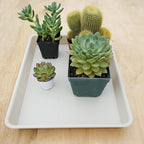 VUWEZ 4 Pack Plant Saucer Tray Rectangular, Plant Saucers for Indoors, Heavy Sturdy Plastic Plant Drainage Trays, Plant Drip Trays for Pots, Seed Starter Growing Tray (11 x 9 inch, Beige)