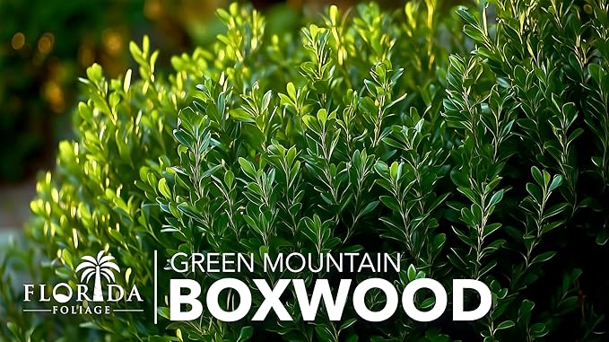 Green Mountain Boxwood | 40 Live Plants | Buxus sempervirens ‘Green Mountain’ | Evergreen Privacy Shrub | Compact Formal Garden Plants