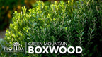 Green Mountain Boxwood | 60 Live Plants | Buxus sempervirens ‘Green Mountain’ | Evergreen Privacy Shrub | Compact Formal Garden Plants
