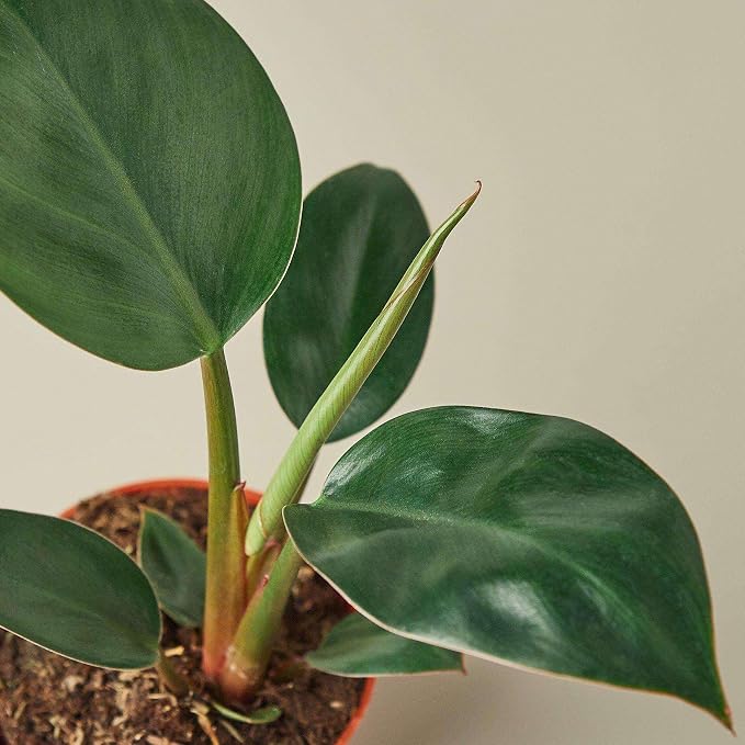 Philodendron Congo Rojo Live Plant for Indoor | Different Houseplants in 4'' & 6'' Pot | Real House Plant for Living Room, Office, Desk & Bathroom | Congo Rojo