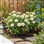 Live Zinnia 2-Pack – White, Flowering Annual, Beautiful Spring and Summer Blooms, 10" Tall by 5" Wide in 1 Qt Pot