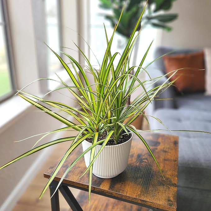 Dracaena Marginata Sunray, Air Purifying Easy Houseplant Decor in 6" White Pot, Dracaena Corn Stalk, Live Botanical Gift, Indoor Dragon Tree, Real Plants & Decorative Plants by Plants for Pets