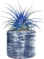 Air Plants - Tillandsia Ionantha - Organically Enhanced Color - Live Arrival Guaranteed - House Plants for Home Decor & Gift (Blue Bell 1Pk + Barrel)