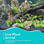 Cryptocoryne Wendtii Green Bare Root - Versatile and Durable ¬- Classic Plant - Mid-Ground Positioning - All Natural & Organic Aquatic Plant - Long Lasting & Easy to Care - 2" Pot